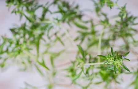 Twig of fresh blooming savory. studio shotの写真素材