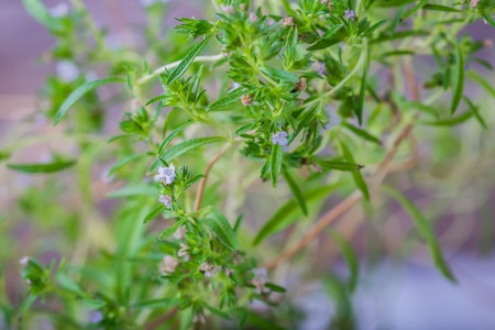 Twig of fresh blooming savory. studio shotの写真素材