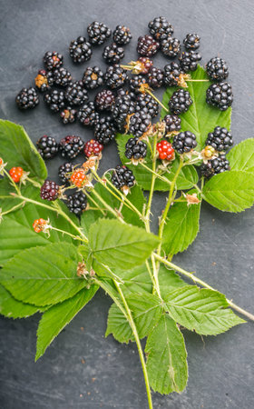 Fresh blackberries on wooden background, studio shotの写真素材