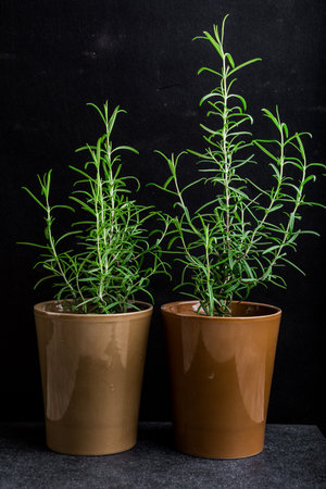 Rosemary plant in a flowerpot on a black backgroundの写真素材