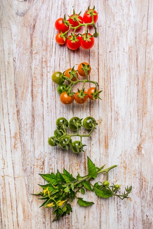 Cherry tomato ripening phases on white wooden tableの写真素材