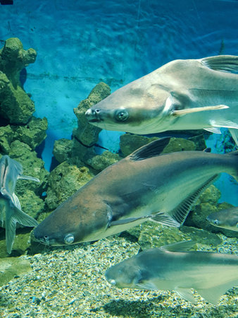 underwater world