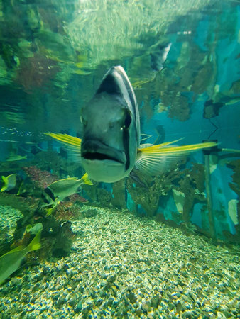 underwater world