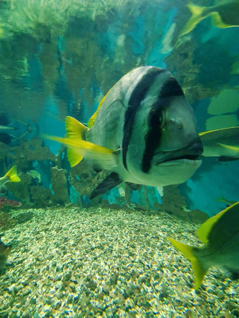underwater world