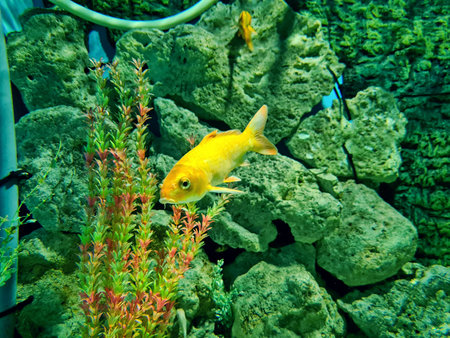 underwater world