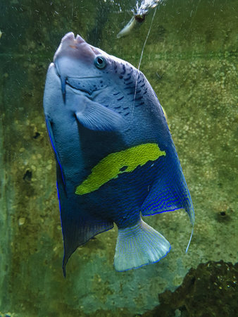 underwater world