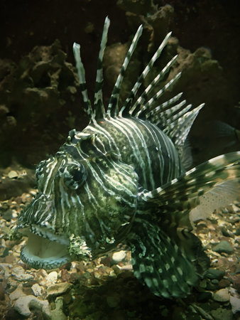 underwater world