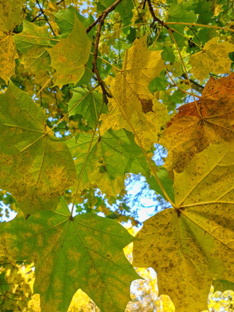 autumn nature