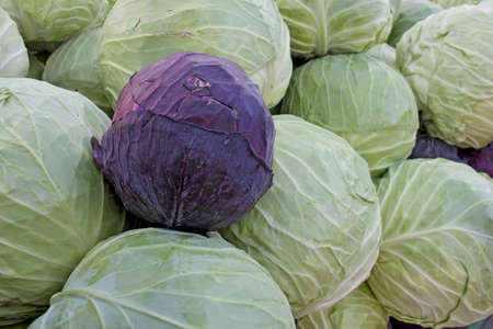 Cabbage on the market in Bulgariaの写真素材