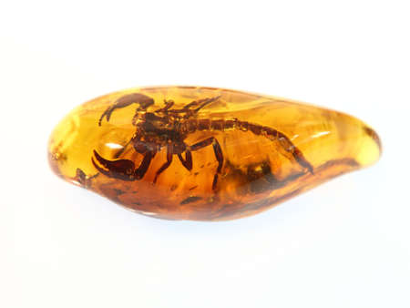 baltic amber Scorpio and isolated on white backgroundの写真素材