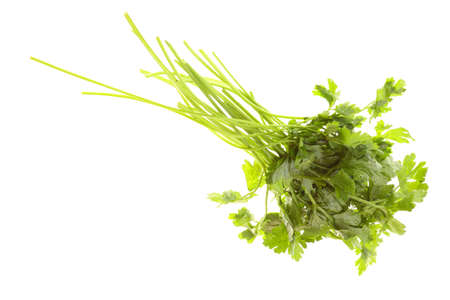 Twig of parsley isolated on the white background.の写真素材
