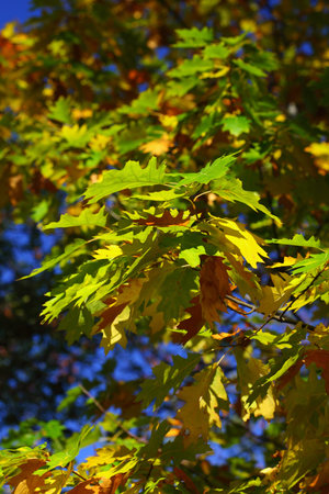 oak leaves, autumnal background - golden autumn