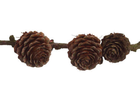 autumn brown pine cone isolated on whiteの写真素材