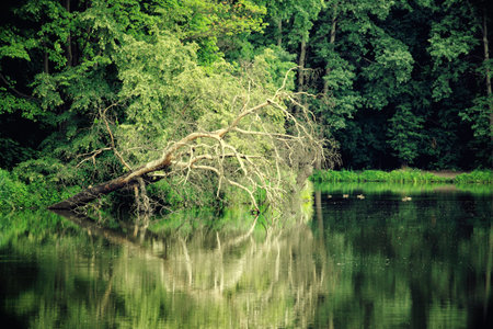 Pond in the autumn park old tree lake