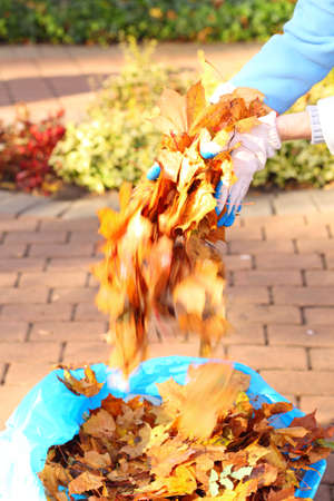 maple leaves in hand, autumnal background - golden autumnの写真素材