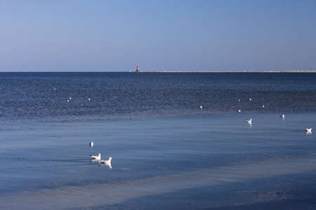 bird on the blue sea landscape outdoor - Poland Europe Gdyniaの写真素材