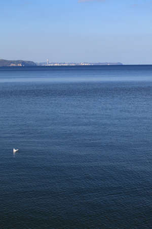 bird on the blue sea landscape outdoor - Poland Europe Gdyniaの写真素材