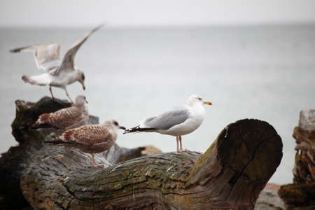 couple of seagulls sitting place outdoor natureの写真素材