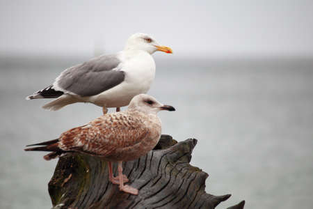 couple of seagulls sitting place outdoor natureの写真素材