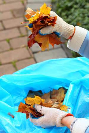 maple leaves in hand, autumnal background - golden autumnの写真素材