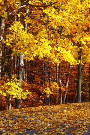 Fall in Park beautiful autumn yellow wood treeの写真素材
