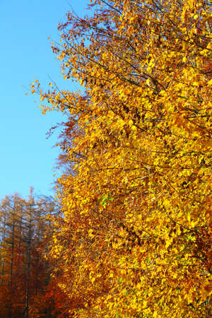 Fall in Park beautiful autumn yellow wood treeの写真素材