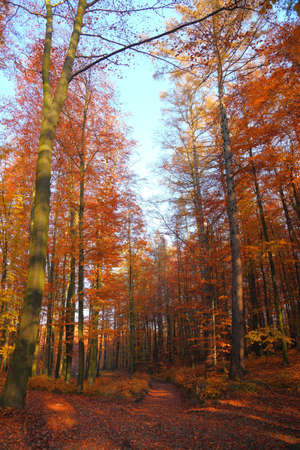 Fall in Park beautiful autumn yellow wood treeの写真素材