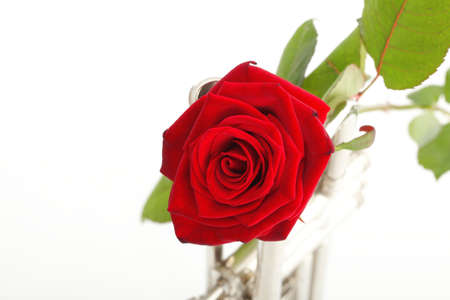 red rose and trumpet love music white backgroundの写真素材