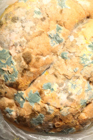 Mould growing old bread nobody texture backgroundの写真素材