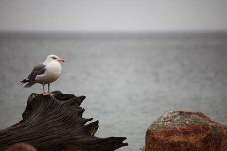 seagull sitting place outdoor natureの写真素材