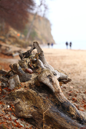 autumn baltic sea cliff in Orlowo, Gdynia Polandの写真素材