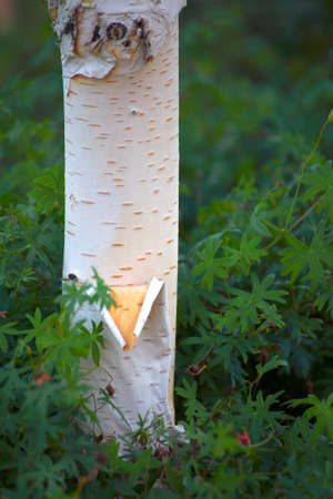 silver birch in garden outdoor nature greenの写真素材