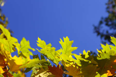 oak leaves, autumnal background - golden autumnの写真素材