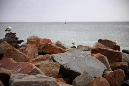 couple of seagulls sitting place outdoor natureの写真素材