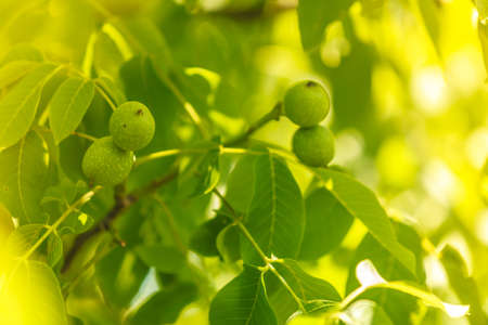 Green walnuts growing on tree in gardenの写真素材