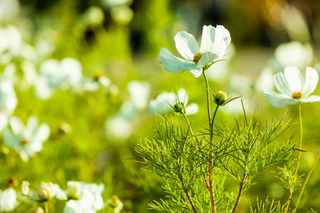 White cosmos flowers in the garden. Spring or summer backgroundの写真素材