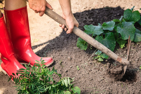 Summer work in the garden. Closeup woman replanting plant, female hands holds spade digging soil pit...