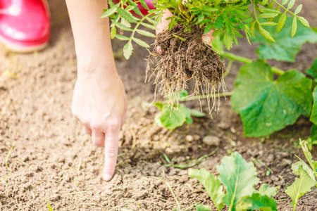 Summer work in the garden. Closeup woman replanting flowers plant, female hands holds marigold flower outdoorの写真素材