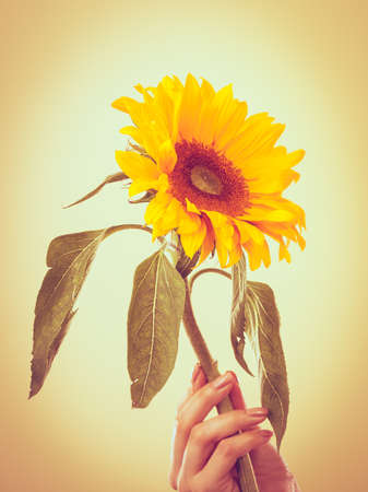 Yellow sunflower in female hand on bright backgroundの写真素材