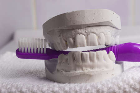 Oral hygiene health concept. Closeup violet toothbrush in dental gypsum model plasterの写真素材