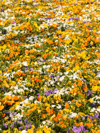 Blooming pansies pansy flowers.