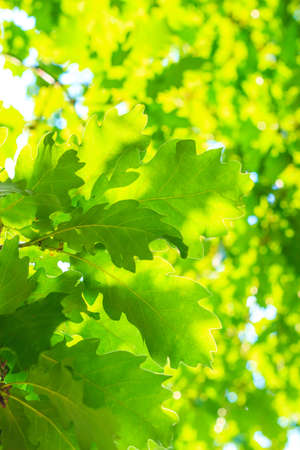 Nature background or texture of green leaves. Summer tree closeup.の写真素材