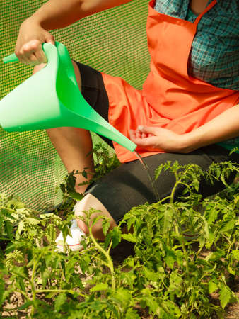 Gardening. Woman working in garden watering seedling tomato plants in greenhouseの写真素材
