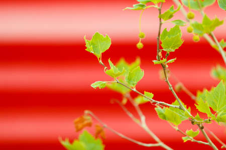 Nature outdoor landscape gardening flora concept. Small green branches on red background. Young leaves and growth.の写真素材