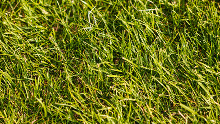 Nature foliage outdoor concept. Green lawn in sunlight. Grass growing in summer.の写真素材