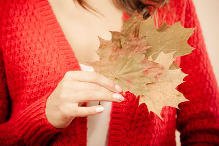 Female autumnal model. Closeup girl in red sweater holding dry maple leaves in handの写真素材