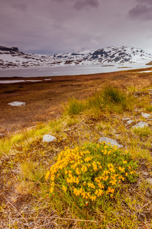 Norwegian scenic mountains landscape. Yellow spring flowers in front and hills covered with snow in the backgroundの写真素材