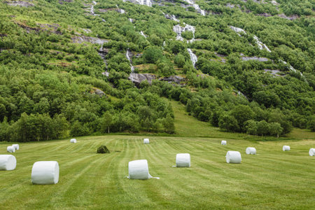 Agricultural landscape with straw packages on field. Cereal bale of hay wrapped in plastic white...
