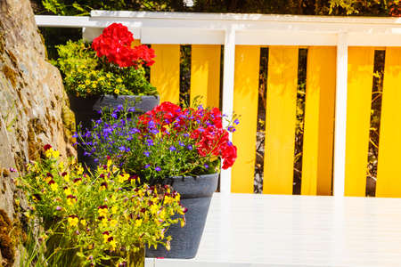 Pots with colorful many flowers. Beauty of botany and nature floral concept.の写真素材