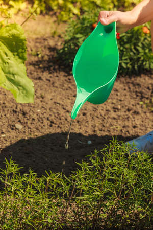 Gardening. Closeup woman working in garden watering plants flowersbeds outdoorの写真素材